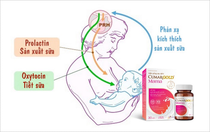 CumarGold Mama giúp sản phụ nhanh chóng phục hồi sức khỏe, cải thiện tình trạng sữa 